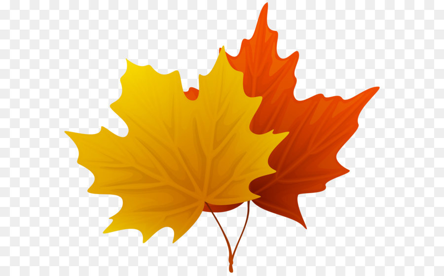 Leaf Clip art - Fall Maple Leaves PNG Decorative Clipart Image png download - 6194*5314 - Free Transparent Sugar Maple png Download.