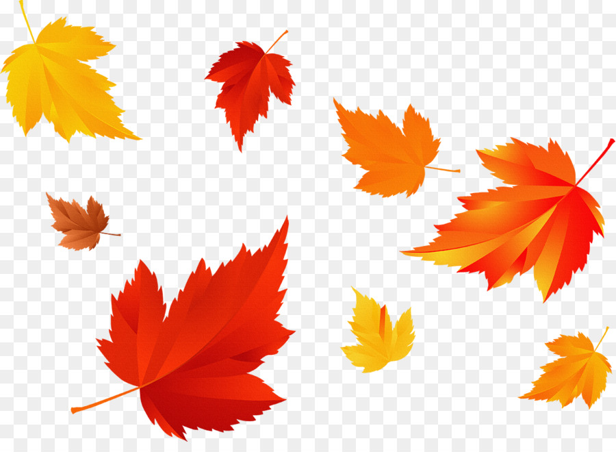 Autumn leaf color Photography Season - fall season png download - 1142*819 - Free Transparent Autumn png Download.