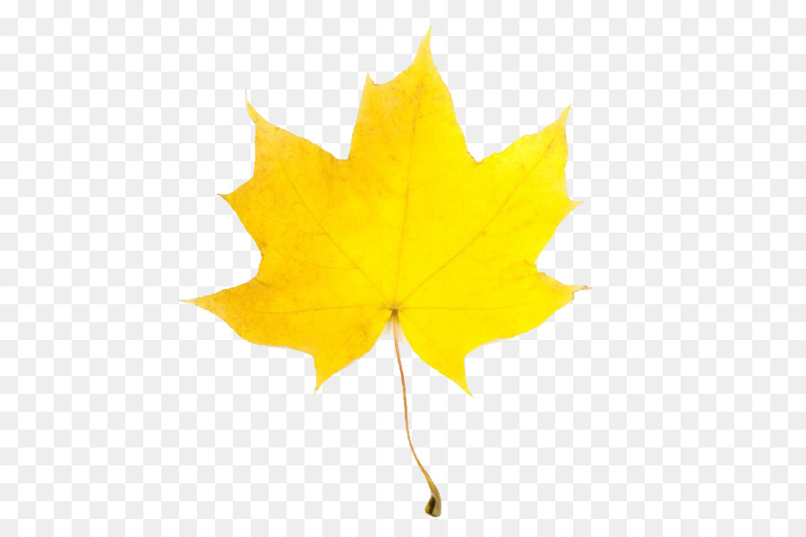 Leaf Yellow Maple Autumn Clip art - Fall Leaves Clipart png download - 600*600 - Free Transparent Leaf png Download.