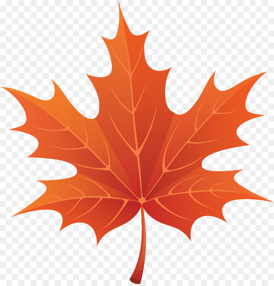 Maple leaf Clip art - Autumn Fall Leaves Clip Art PNG png download - 3392*3519 - Free Transparent Maple Leaf png Download.