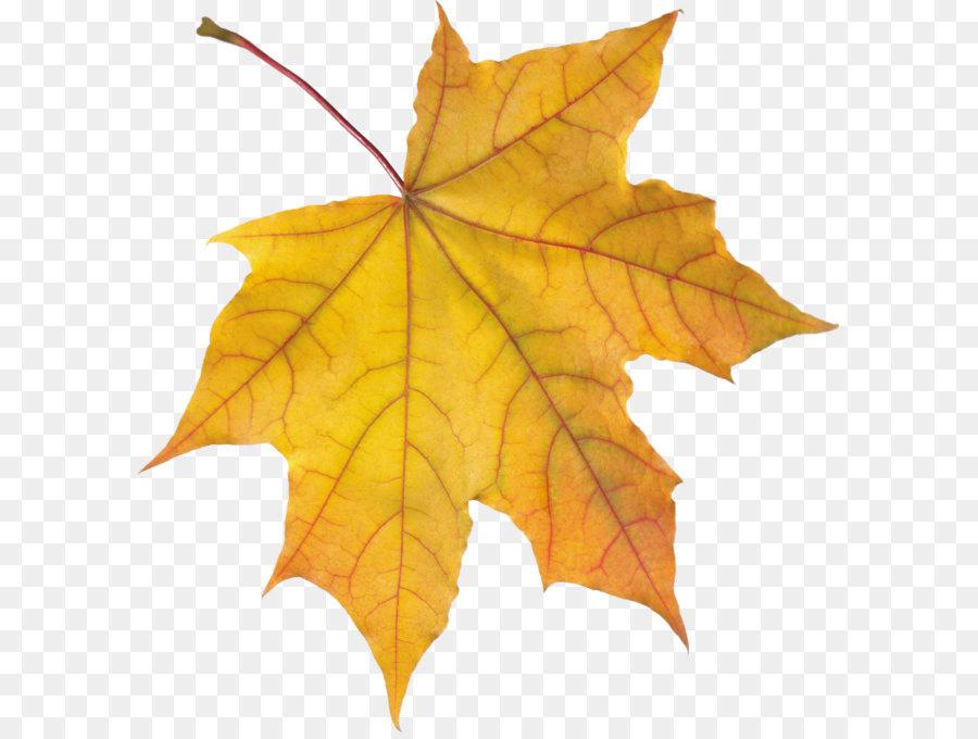 Autumn leaf color - autumn PNG leaf png download - 2348*2436 - Free Transparent Leaf png Download.