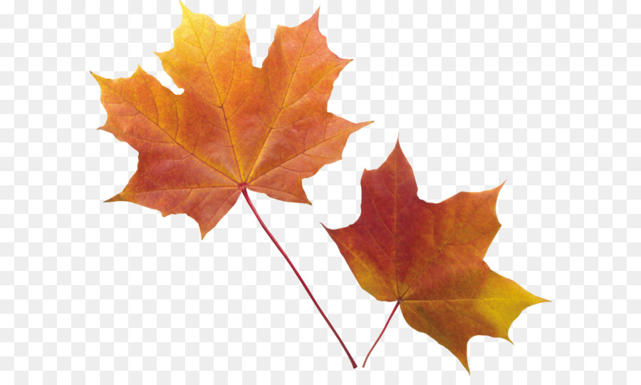 Autumn leaf color - autumn PNG leaf png download - 2800*2269 - Free Transparent Leaf png Download.