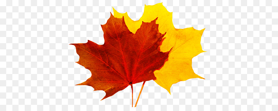 Autumn leaf color Clip art - Leaf png download - 472*349 - Free Transparent Autumn Leaf Color png Download.