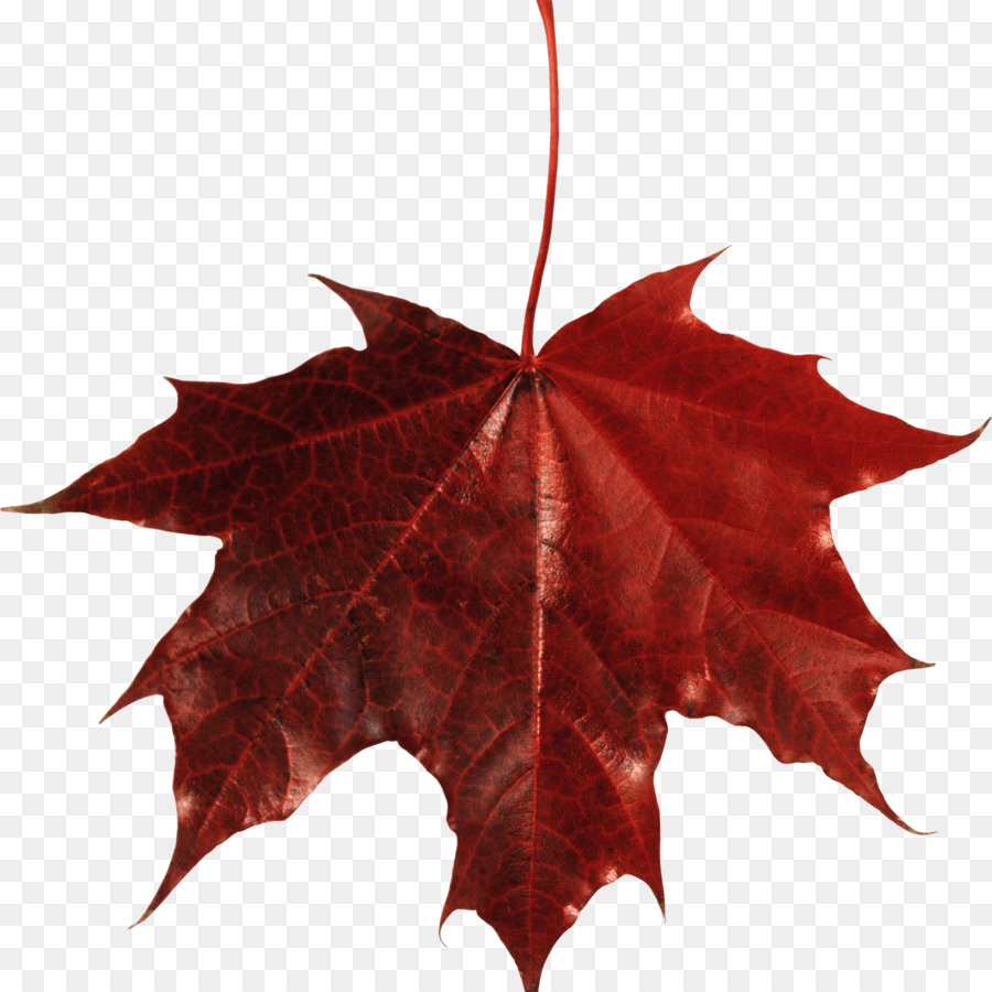 Maple leaf Autumn leaf color - maple leaf png download - 3000*3000 - Free Transparent Leaf png Download.