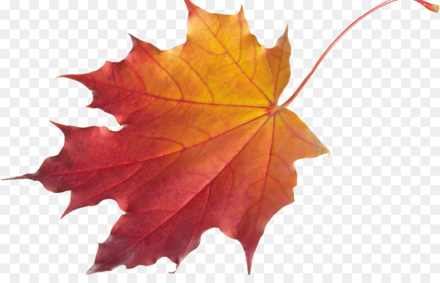 Autumn leaf color Desktop Wallpaper Clip art - Leaf png download - 1920*1200 - Free Transparent Autumn Leaf Color png Download.