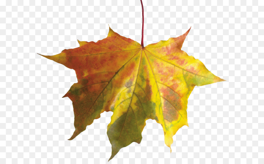 Autumn leaf color - autumn PNG leaf png download - 2766*2356 - Free Transparent Autumn Leaf Color png Download.