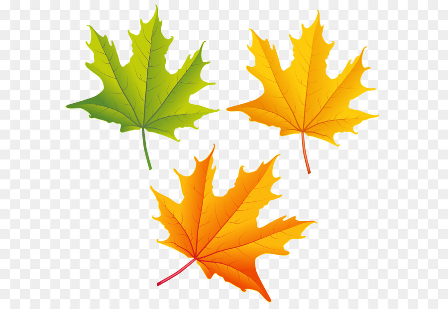 Autumn leaf color Clip art - Set of Autumn Leaves PNG Clipart Image png download - 6312*5975 - Free Transparent Autumn png Download.