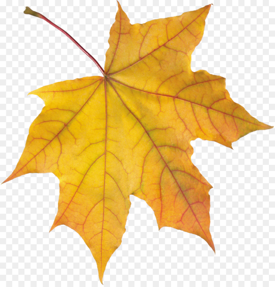 Autumn leaf color - autumn leaves png download - 1542*1600 - Free Transparent Autumn Leaf Color png Download.