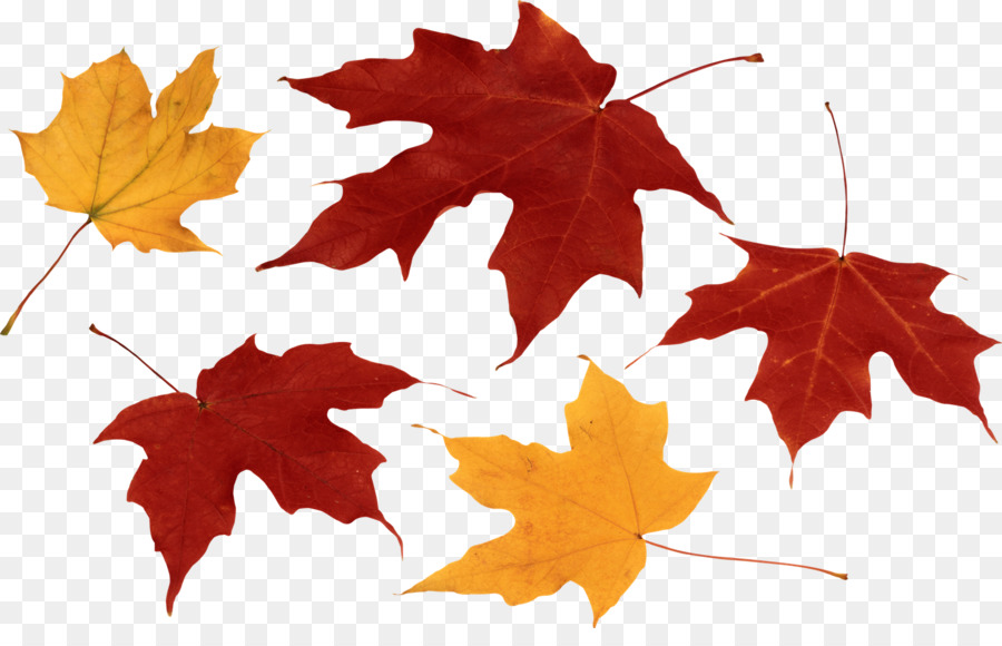 Autumn leaf color - Falling Leaves png download - 1600*1003 - Free Transparent Autumn Leaf Color png Download.