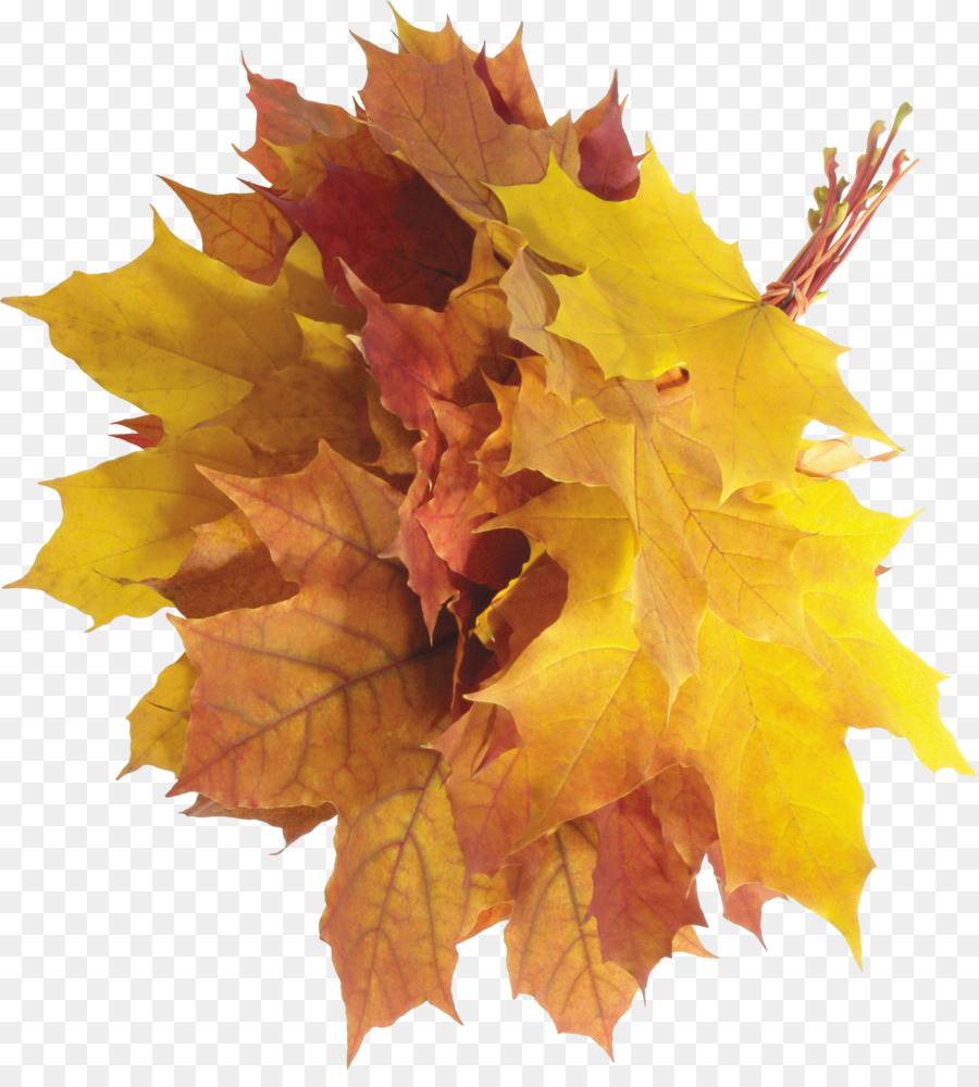 Autumn Leaf Clip art - autumn leaves png download - 2558*2800 - Free Transparent Autumn png Download.