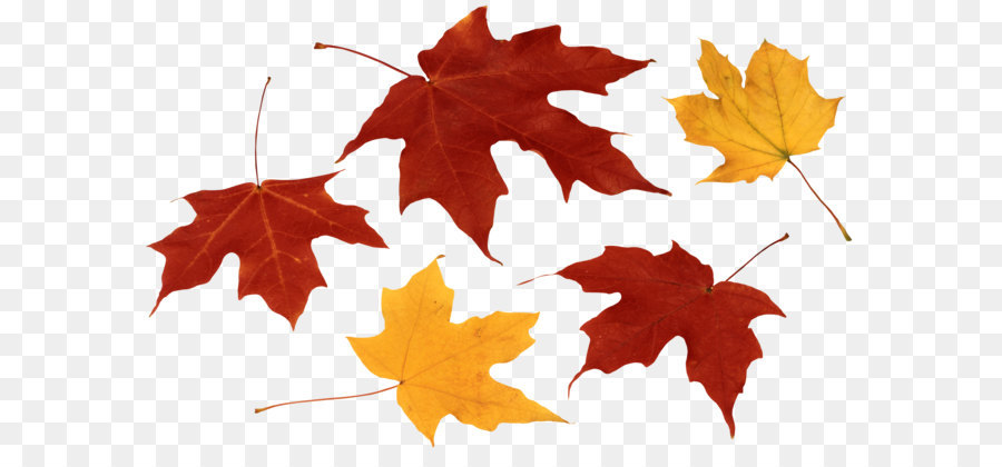 Autumn leaf color Clip art - Fall Leaves PNG Clipart png download - 3784*2372 - Free Transparent Leaf png Download.