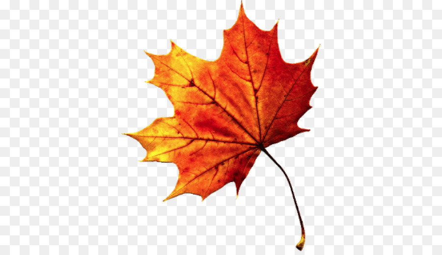 Autumn leaf color - Fall Autumn Leaves Transparent PNG png download - 512*512 - Free Transparent Autumn Leaf Color png Download.