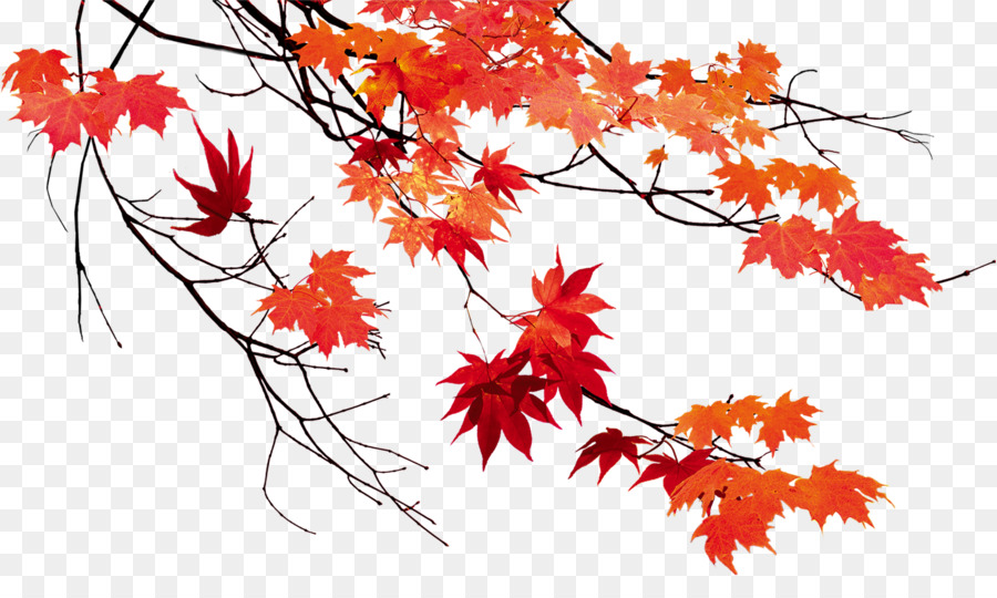 Autumn leaf color Maple leaf - Autumn leaves beautiful maple leaf png download - 1529*884 - Free Transparent Autumn png Download.