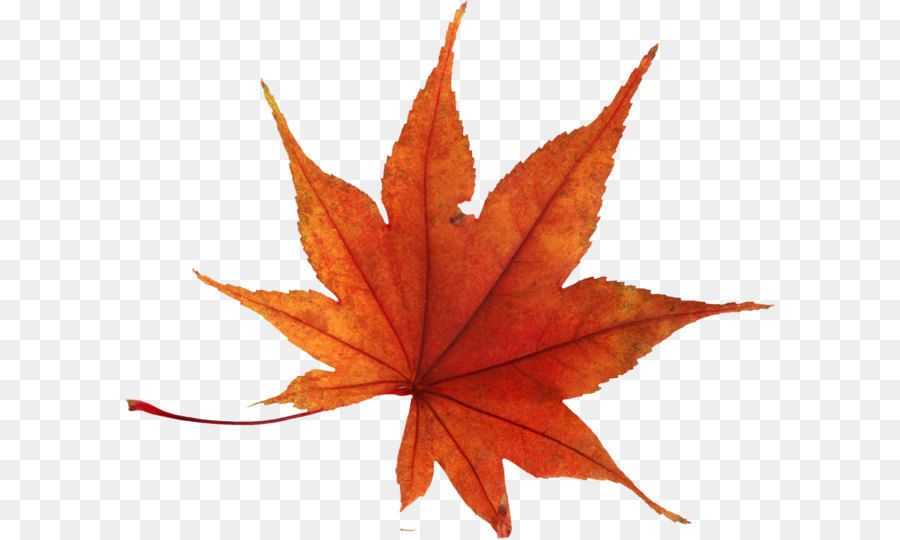 Autumn leaf color - autumn PNG leaf png download - 1021*847 - Free Transparent T Shirt png Download.