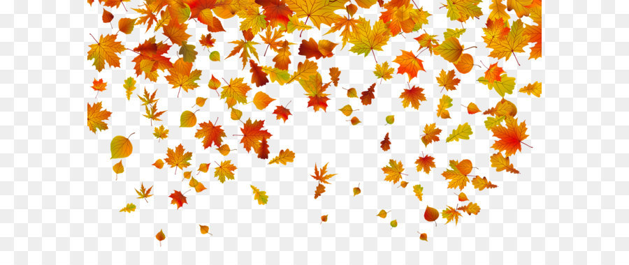 Autumn leaf color Clip art - Transparent Fall Leaves PNG Clipart Image png download - 2500*1388 - Free Transparent Autumn Leaf Color png Download.