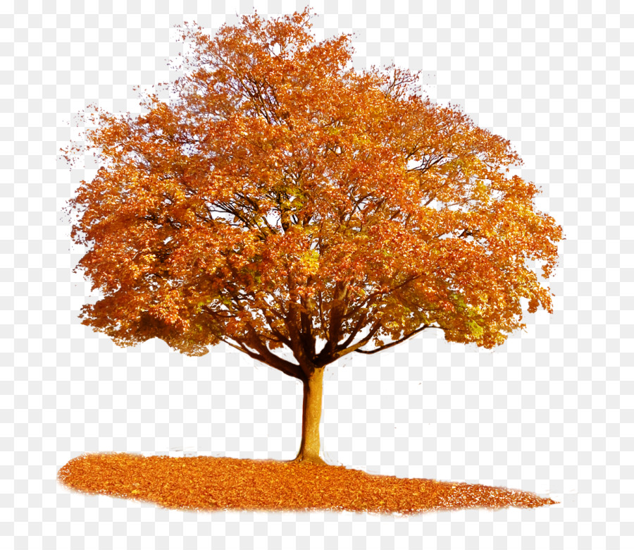 Tree Autumn Clip art - tree png download - 743*768 - Free Transparent Tree png Download.