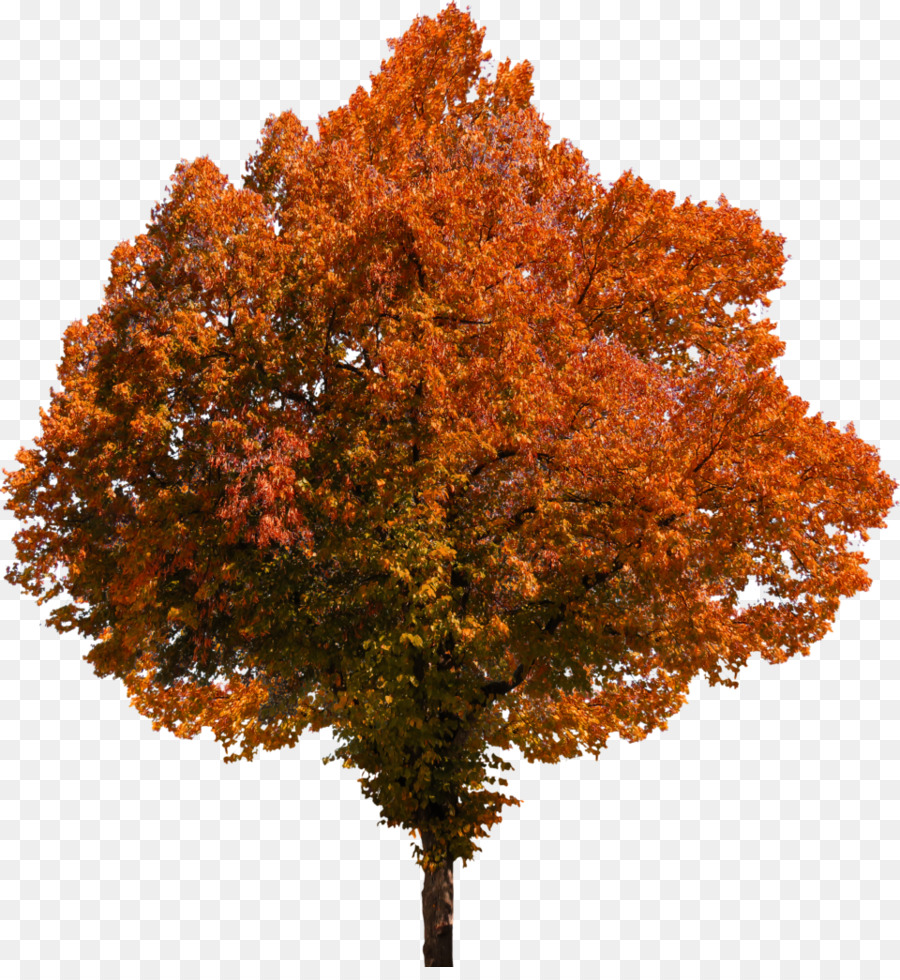 Portable Network Graphics Fall Tree Image Autumn - tree png download - 960*1031 - Free Transparent Fall Tree png Download.