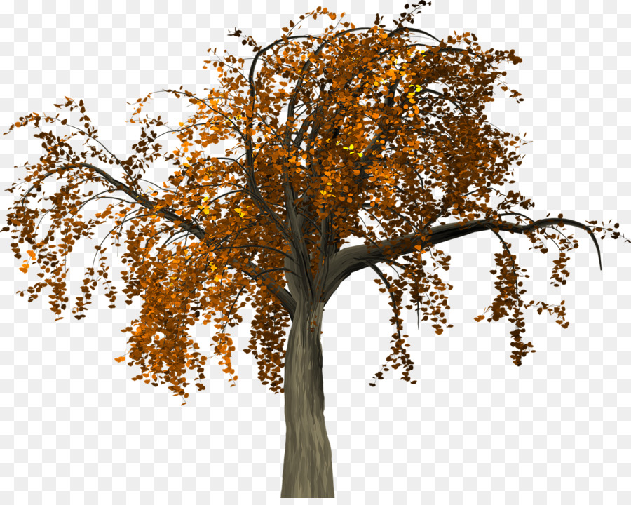 Tree Autumn Branch - Autumn tree png download - 1280*1010 - Free Transparent Tree png Download.