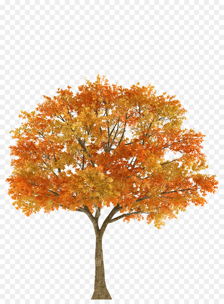 Autumn Tree Maple Oak Branch - fall png download - 859*1202 - Free Transparent Autumn png Download.