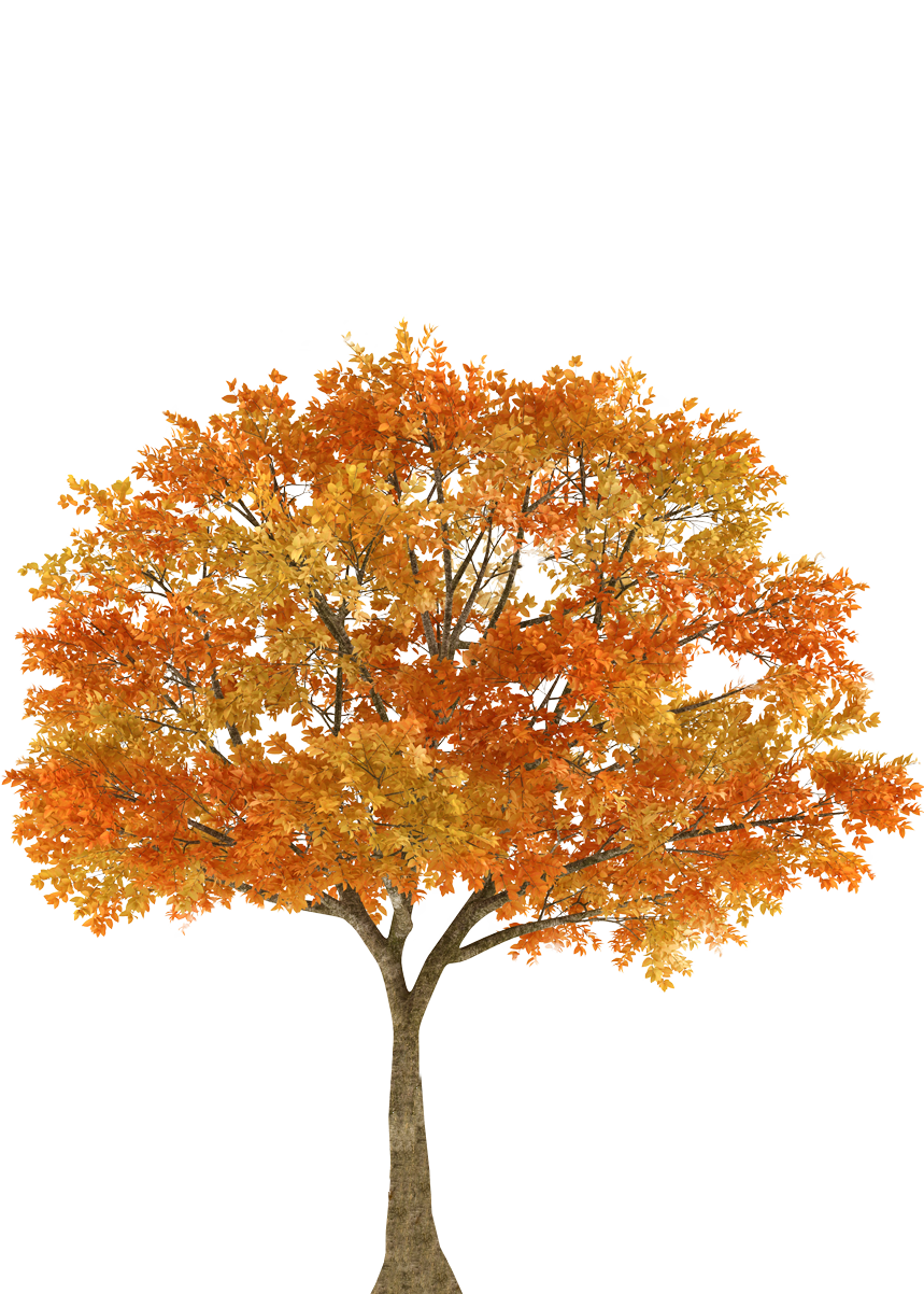 Autumn Tree Maple Oak Branch - fall png download - 859*1202 - Free