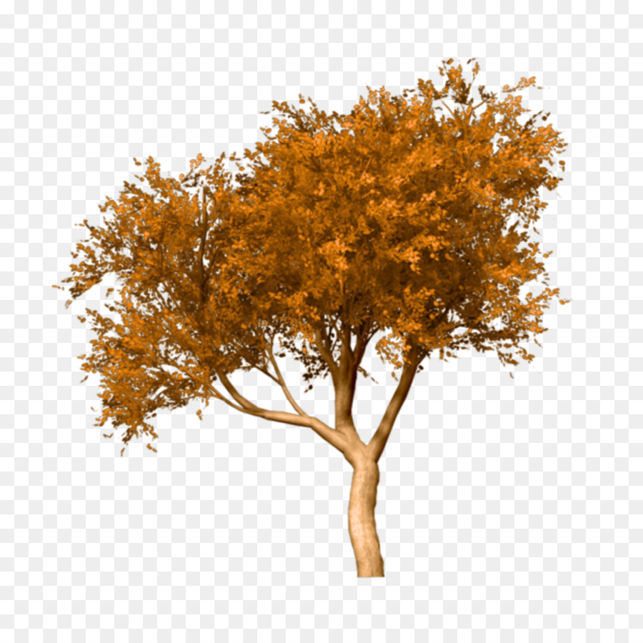 Portable Network Graphics Fall Tree Clip art Image - tree png download - 1800*1800 - Free Transparent Tree png Download.
