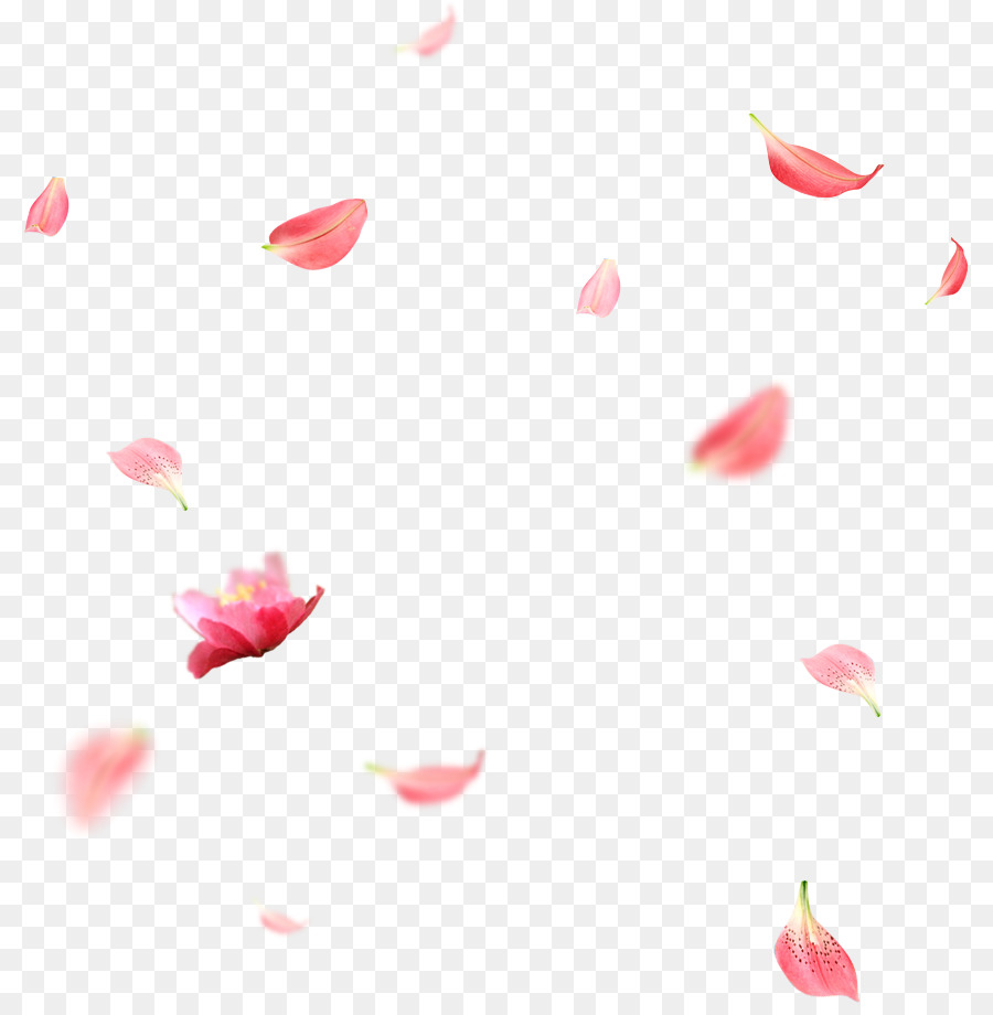 Petal - Creative wedding petals falling png download - 856*909 - Free Transparent Petal png Download.