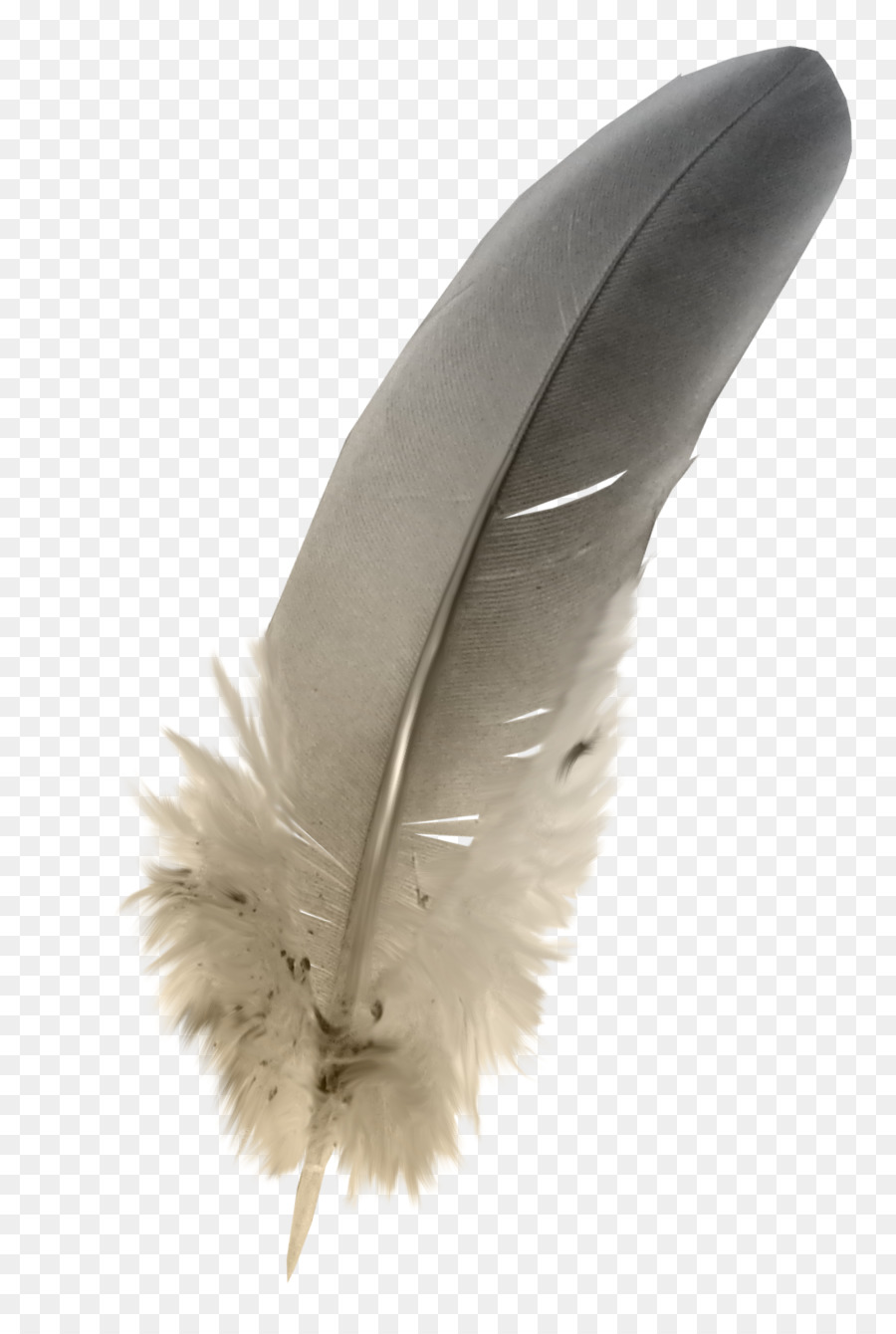Feather Grey - Feathers png download - 1015*1503 - Free Transparent Feather png Download.
