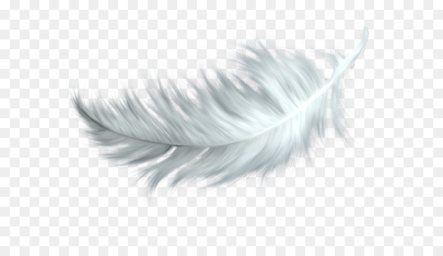 Feather Bird Clip art - Feather PNG png download - 800*624 - Free Transparent Bird png Download.