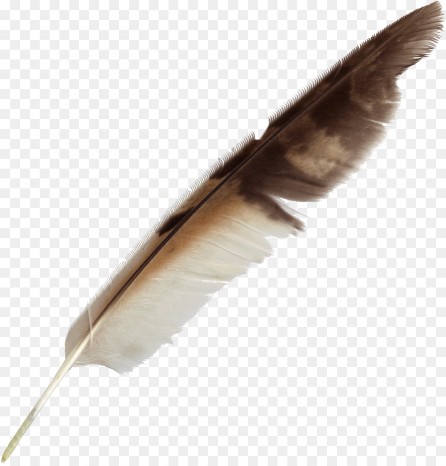 Feather Bird Quill Pen - feather png download - 913*949 - Free Transparent Feather png Download.