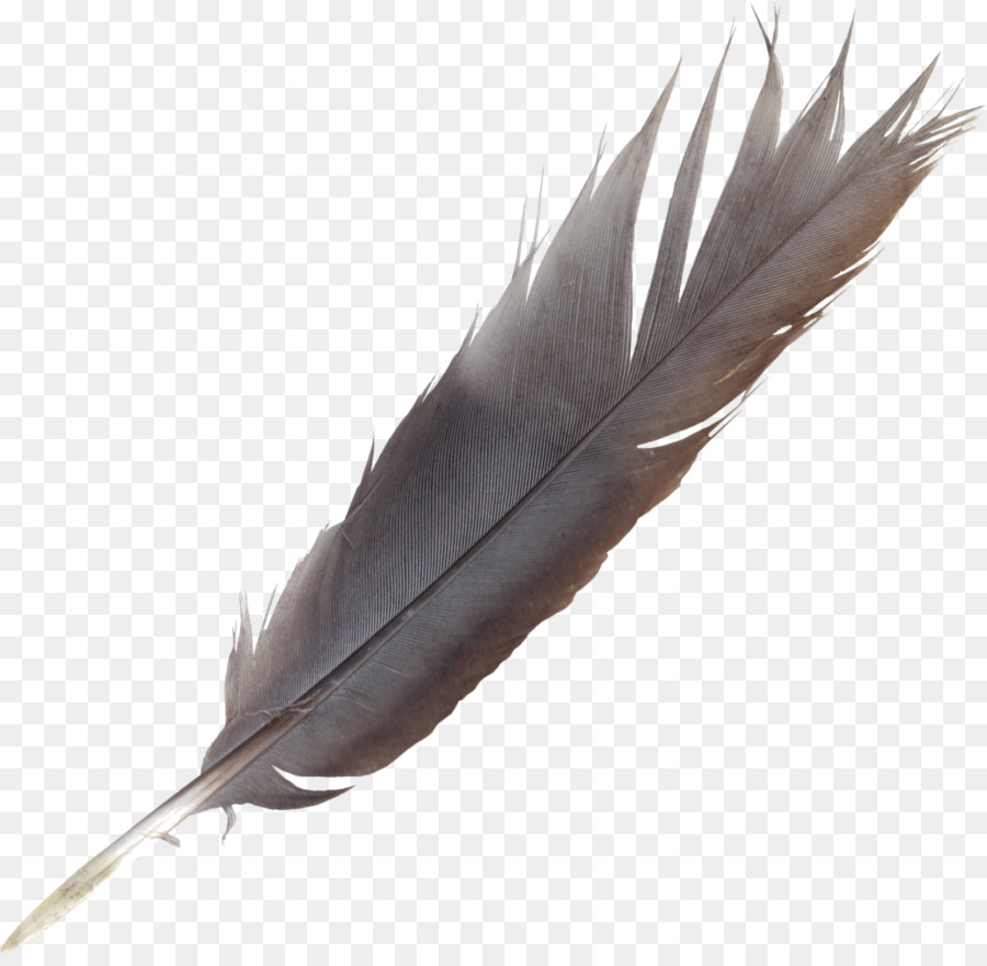 Bird Feather Quill Wing - feather png download - 986*953 - Free Transparent Bird png Download.