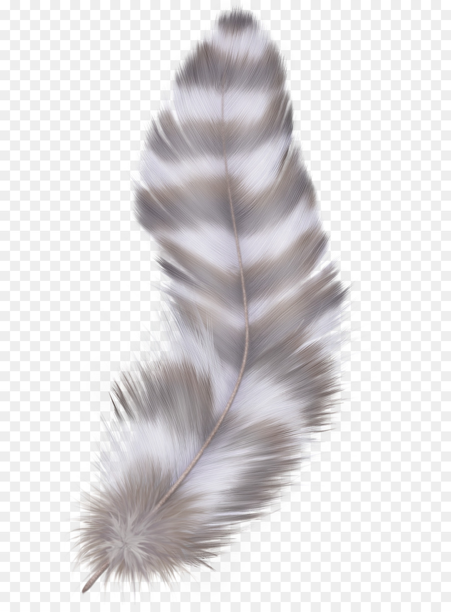Bird Feather Asiatic peafowl - Feather PNG png download - 1051*1950 - Free Transparent Feather png Download.