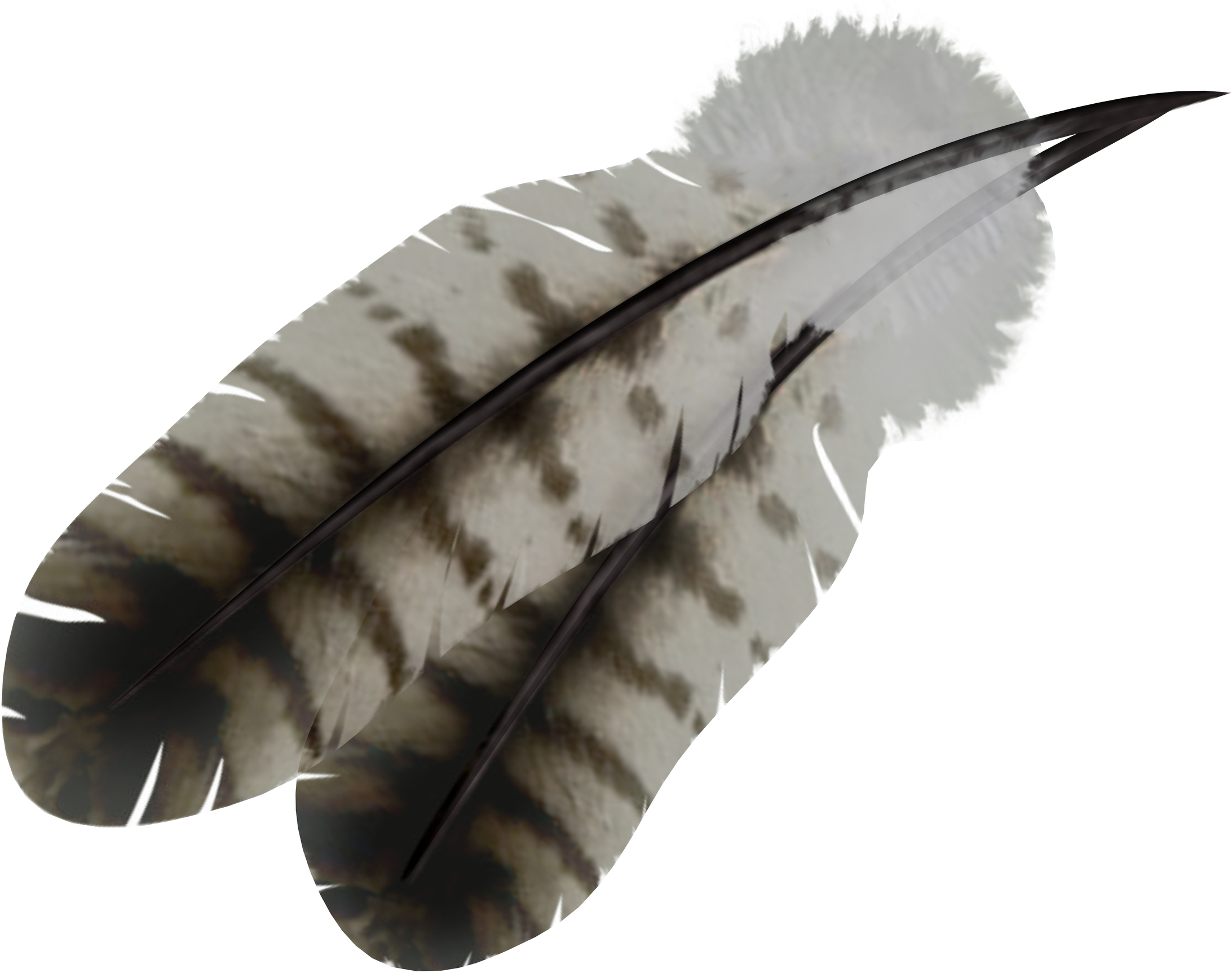 Feather Bird Feather Png Png Download 21851725 Free Transparent