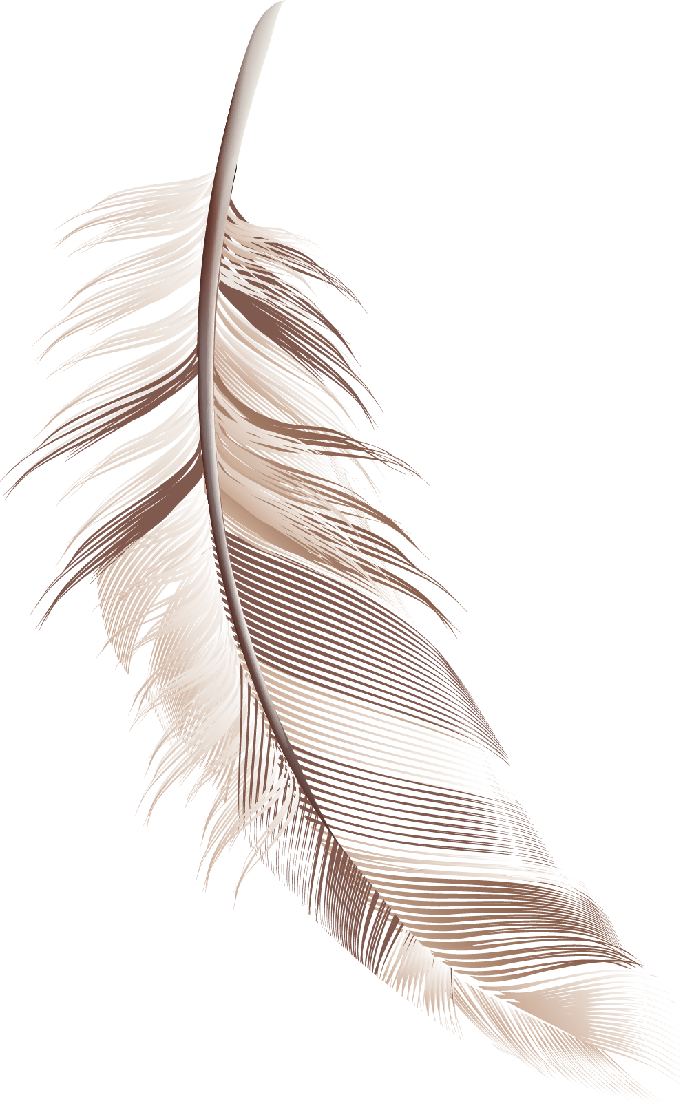 Boho Feathers Set Photoshop Brushes Vector Files And Transparent Png Images