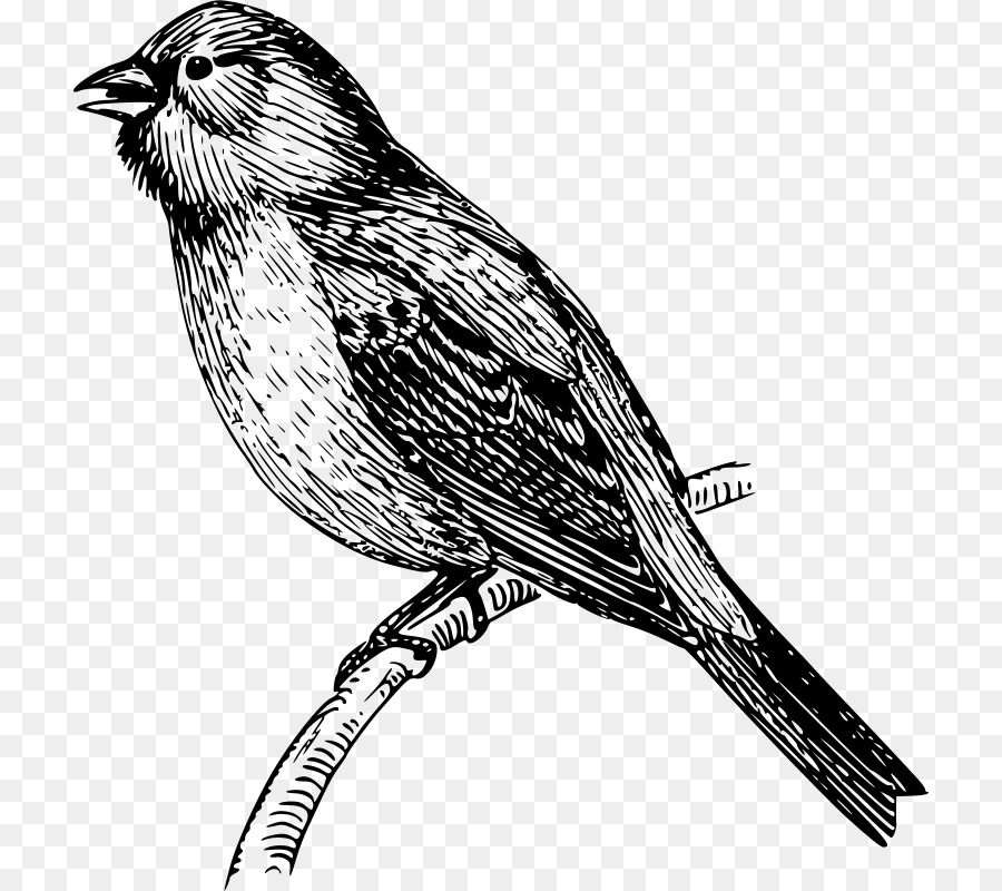Portable Network Graphics Mockingbird Vector graphics Drawing Clip art - java finch care png download - 768*800 - Free Transparent Mockingbird png Download.
