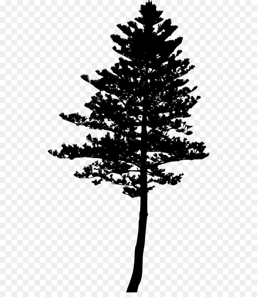 Spruce Pine Fir Tree Silhouette - tree png download - 566*1024 - Free Transparent Spruce png Download.
