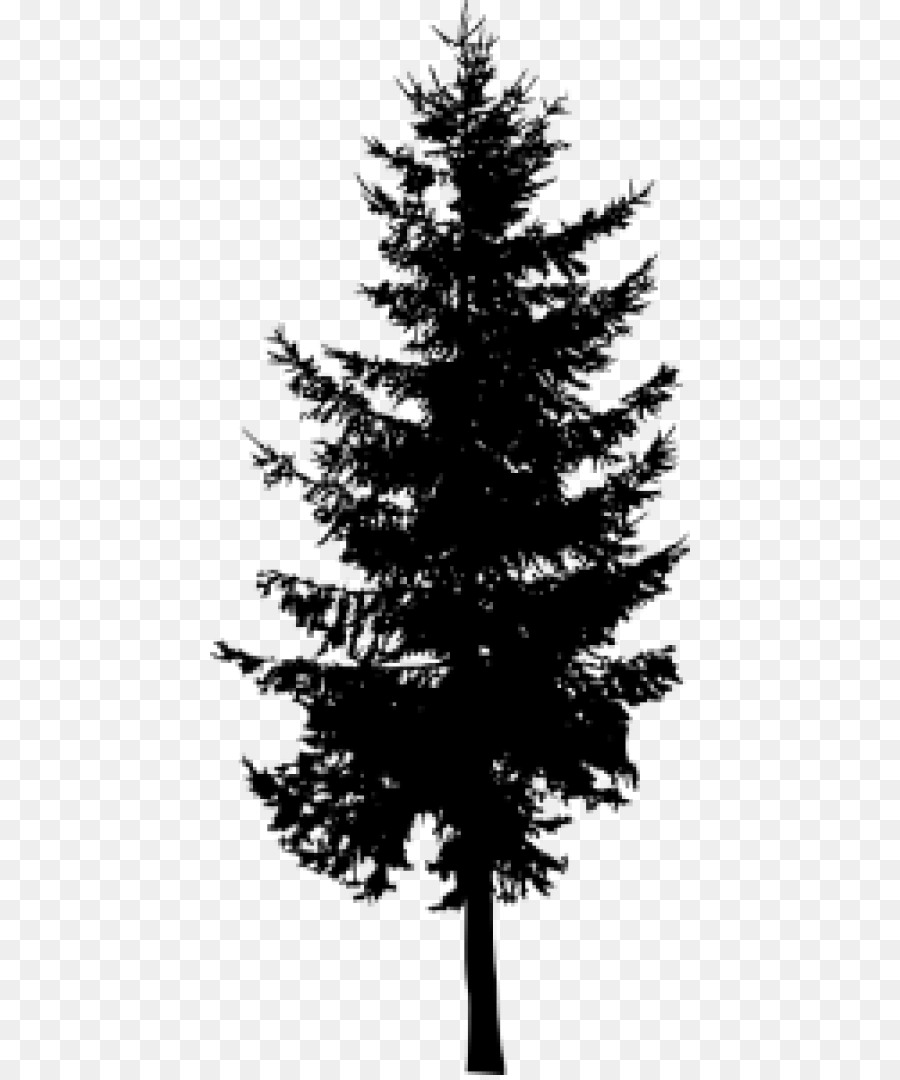 Pine Larch Evergreen Silhouette Tree - Silhouette png download - 480*1075 - Free Transparent Pine png Download.