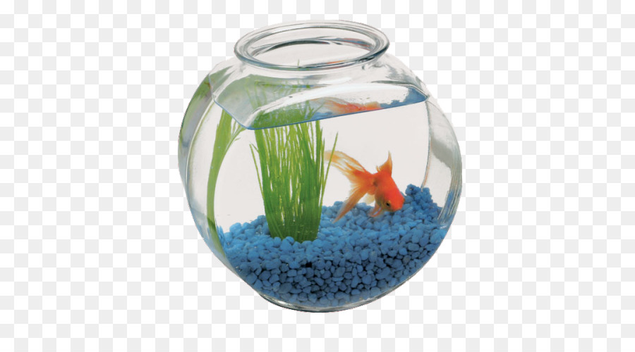 Bowl Fish Vase Glass Table - fish bowl png download - 500*500 - Free Transparent Bowl png Download.