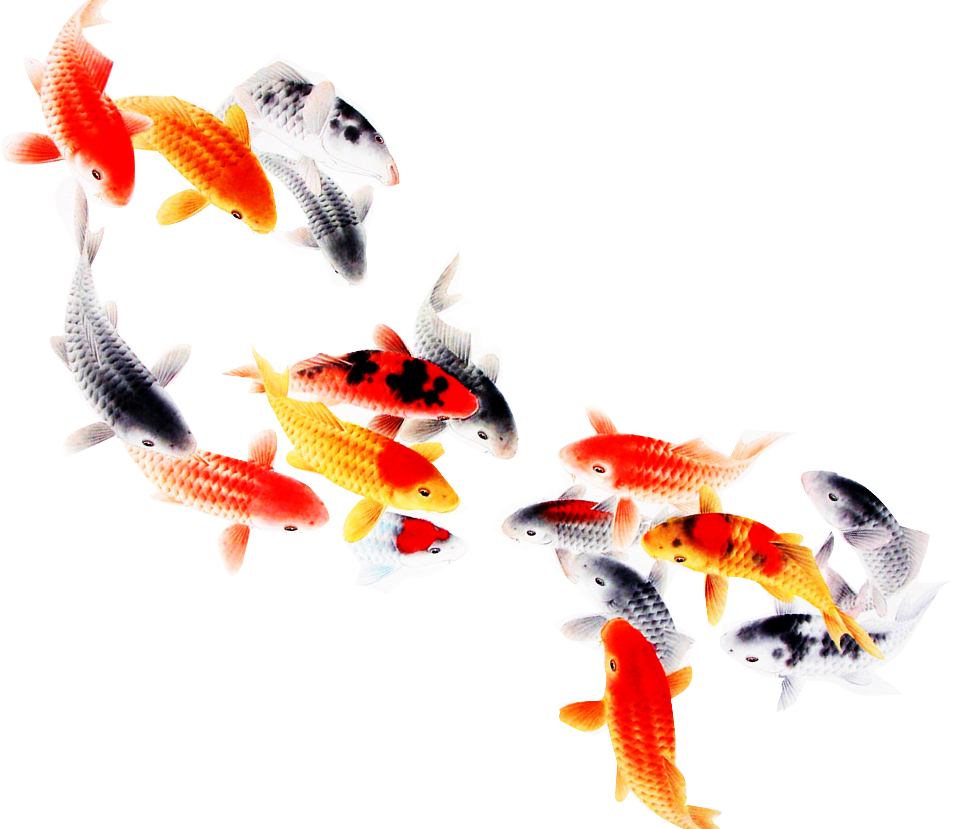 Collection 28+ Stock Images koi fish swimming on top of water Completed