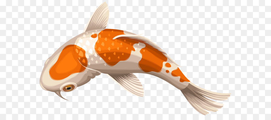 Koi Showa Goldfish Clip art - White and Orange Koi Fish Transparent Clip Art PNG Image png download - 8000*4780 - Free Transparent Koi png Download.