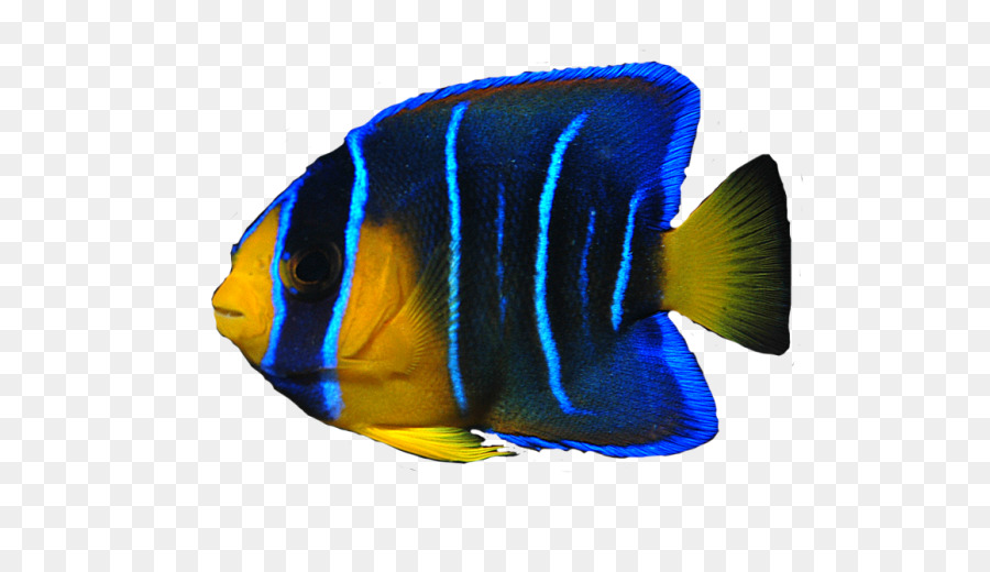 Angelfish - Ocean Fish PNG Transparent Image png download - 640*507 - Free Transparent Fish png Download.