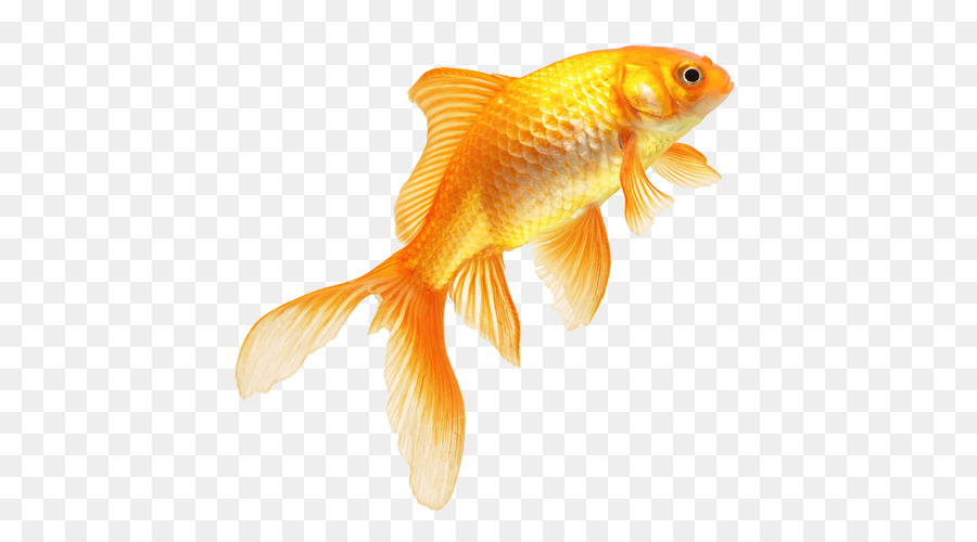 Goldfish - Real Fish PNG Transparent Image png download - 500*500 - Free Transparent Goldfish png Download.