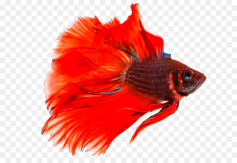 Siamese fighting fish Breed - Betta Transparent Background png download - 723*606 - Free Transparent Butterfly Koi png Download.
