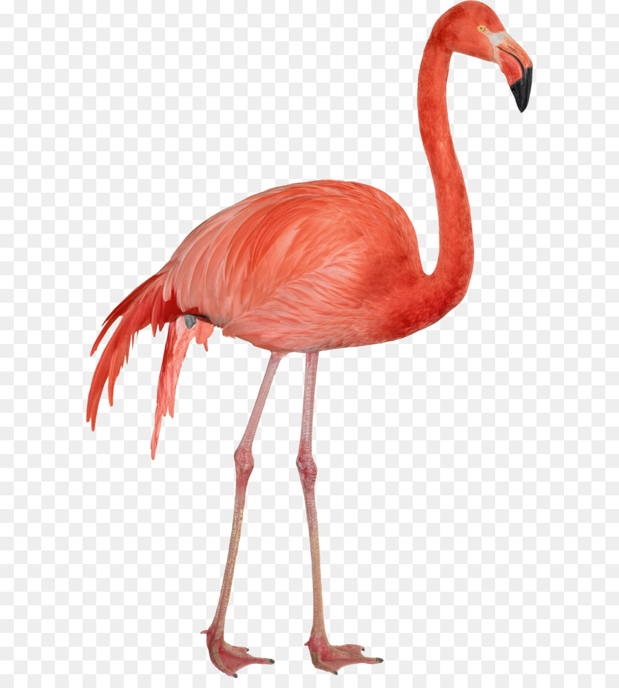 Download Computer file - Flamingo PNG png download - 2291*3474 - Free Transparent Flamingo png Download.