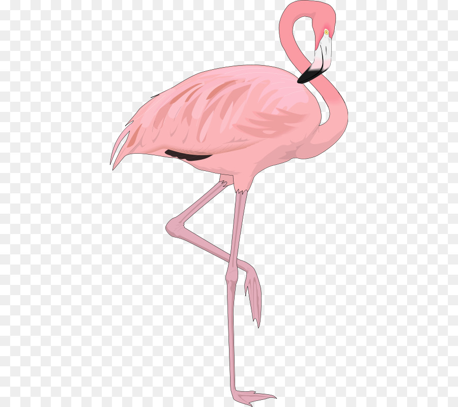 Flamingo Bird Clip art - ostrich png download - 468*800 - Free Transparent Flamingo png Download.