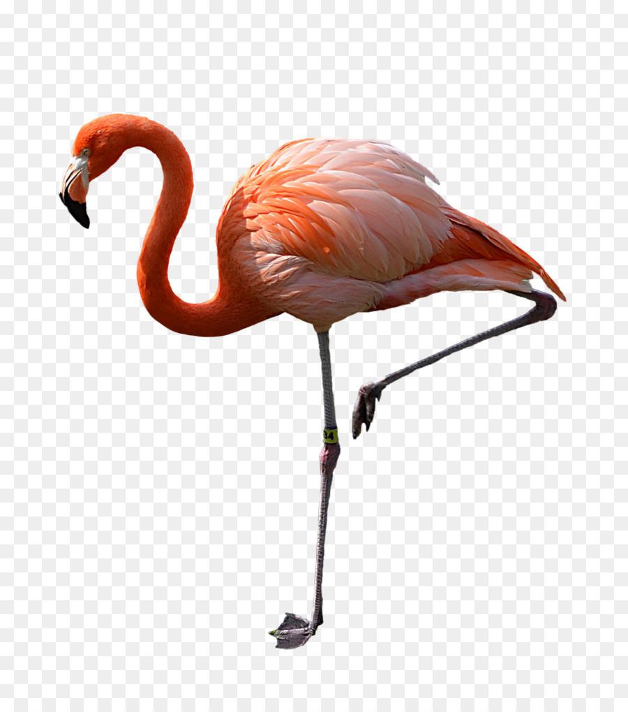 Flamingo Clip art - flamingo png download - 1600*1811 - Free Transparent Flamingo png Download.