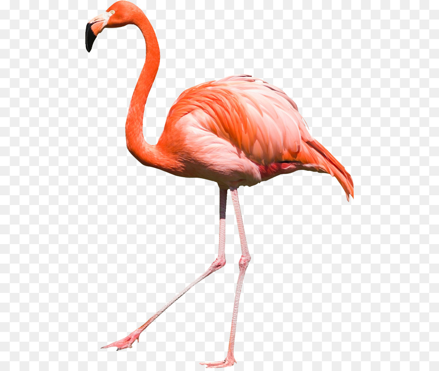 Flamingo Computer Icons Clip art - flamingo png download - 550*754 - Free Transparent Flamingo png Download.
