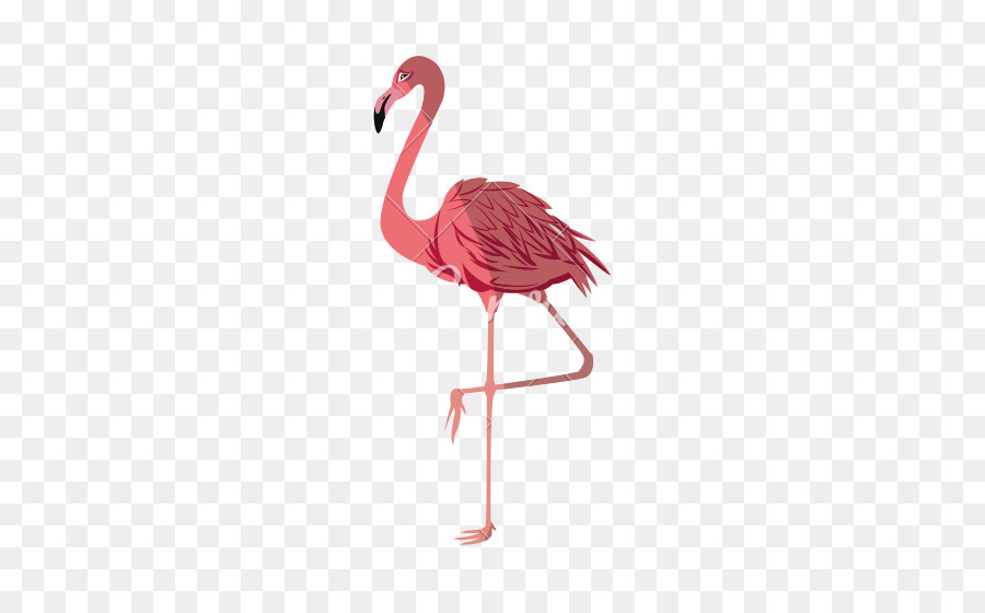 Flamingo Royalty-free Photography - flamingo png download - 550*550 - Free Transparent Flamingo png Download.
