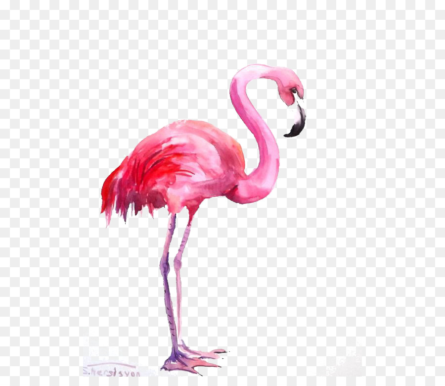 Flamingo Watercolor painting - Flamingos png download - 564*761 - Free Transparent Flamingo png Download.