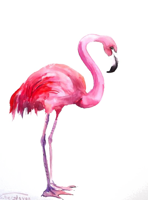 Flamingo Watercolor Painting Flamingos Png Download 564 761 Free Transparent Flamingo Png Download Clip Art Library