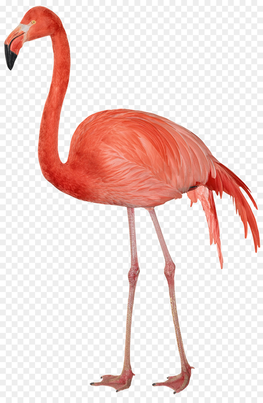 Flamingo Clip art - flamingo[ png download - 1100*1663 - Free Transparent Flamingo png Download.